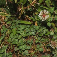Trifolium repens L.
